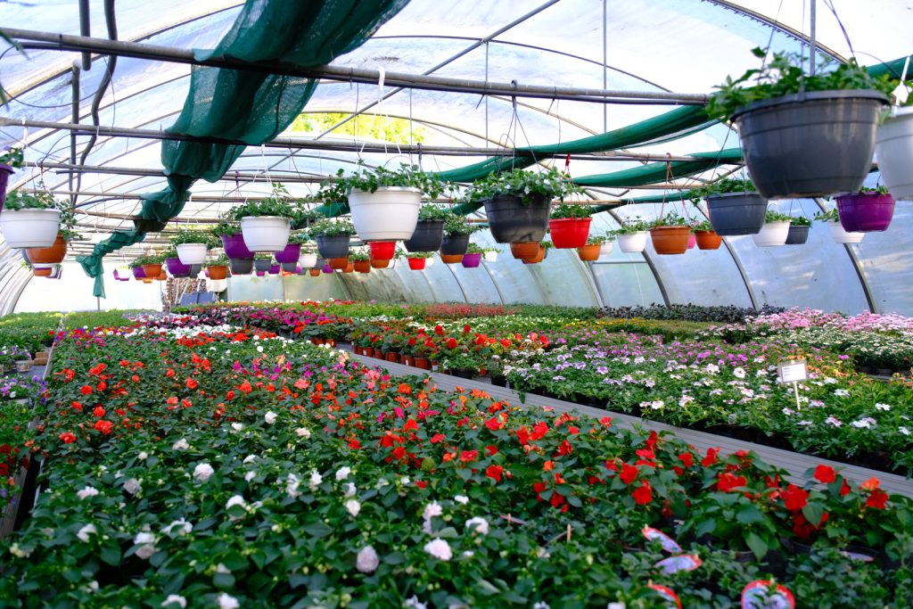 Blumen- und Pflanzenproduktion im Gewächshaus der Gärtnerei Sander in Eicklingen.